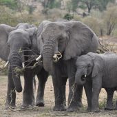  The Serengeti, TZ